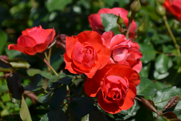 Kordes® Roses – Antique Rose Emporium