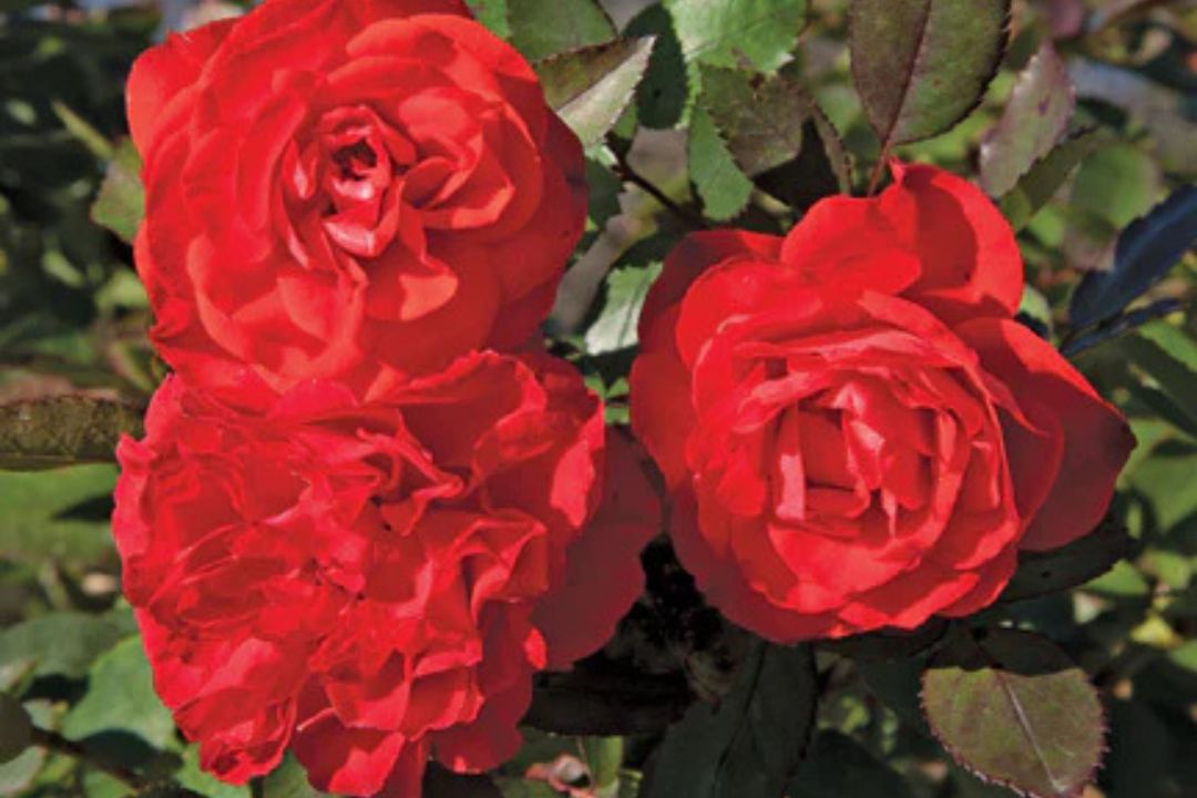 Brilliant™ - Veranda® – Antique Rose Emporium