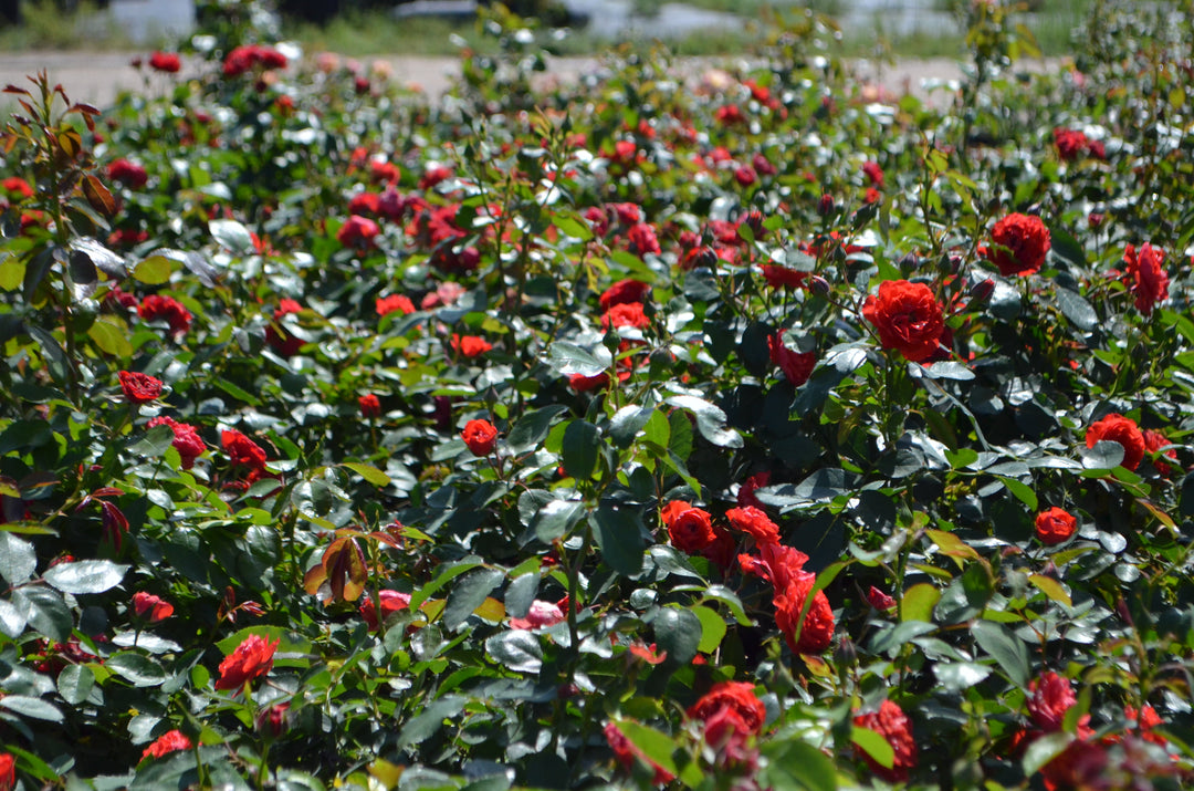 Brilliant™ - Veranda®