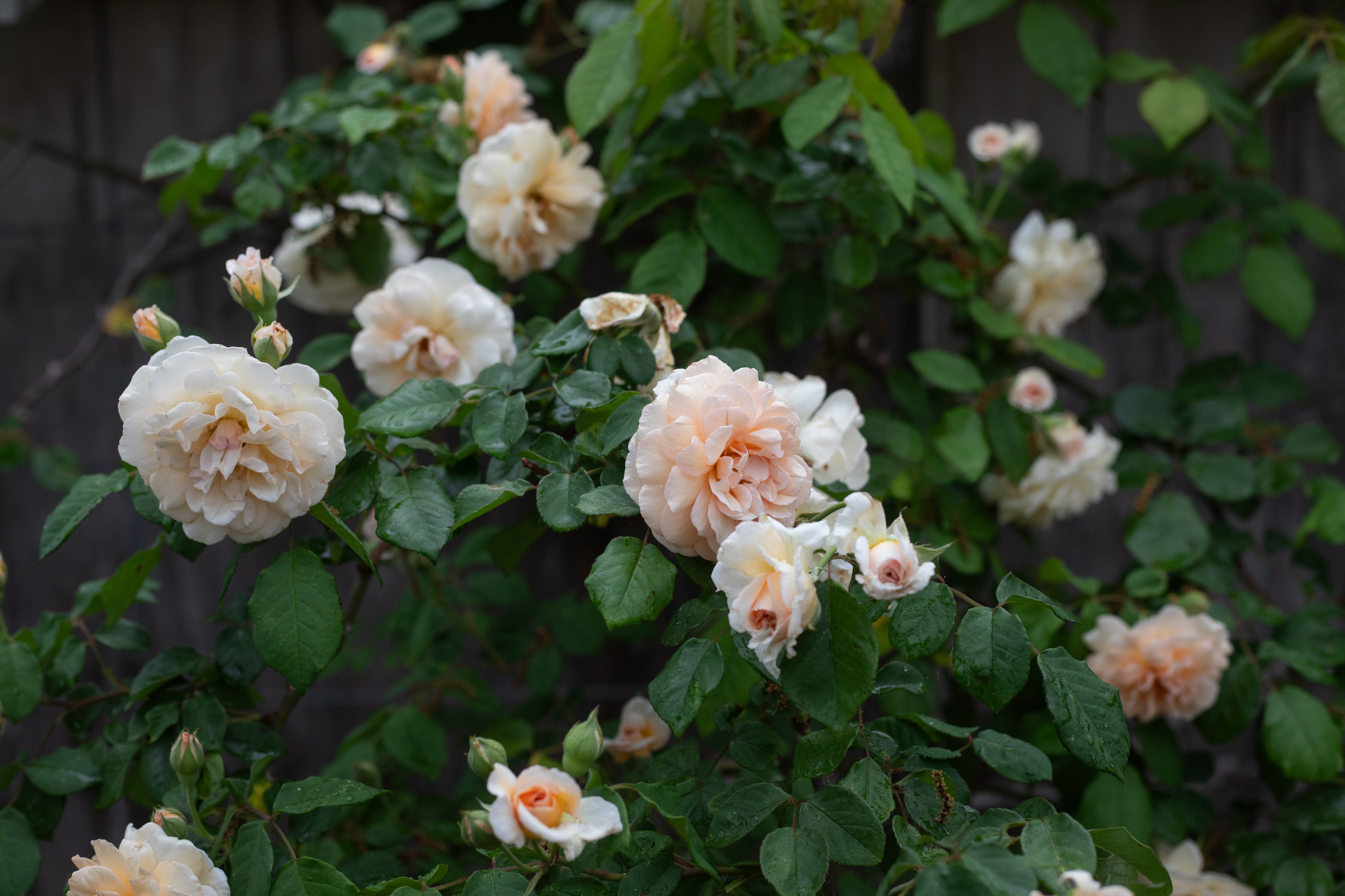 Buff Flower Buff Beauty – Antique Rose Emporium