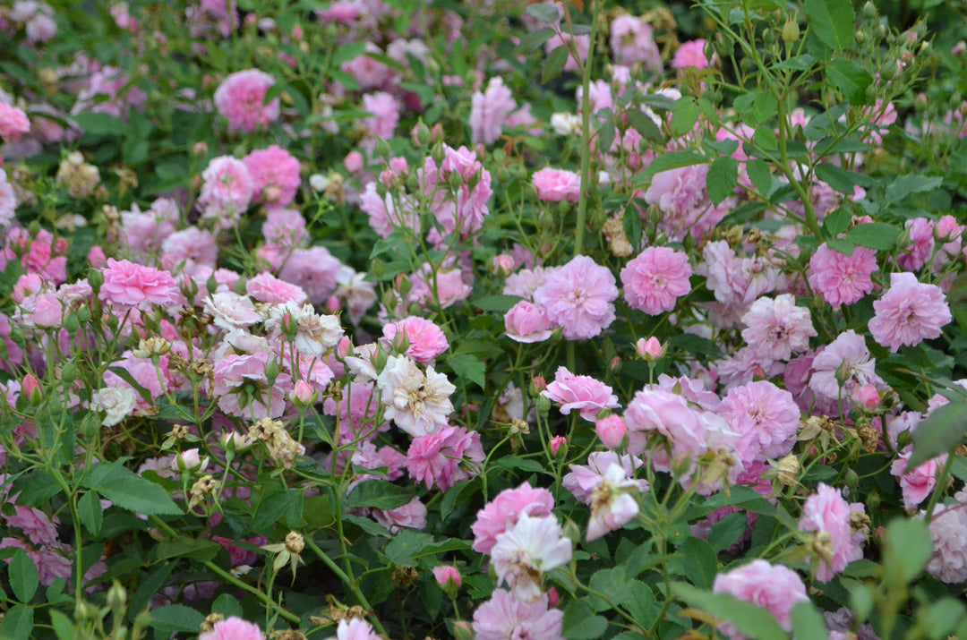Caldwell Pink