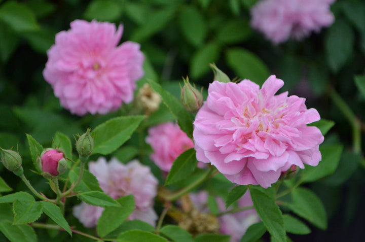 Caldwell Pink