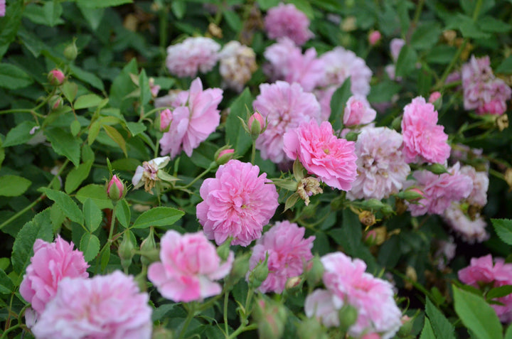 Caldwell Pink