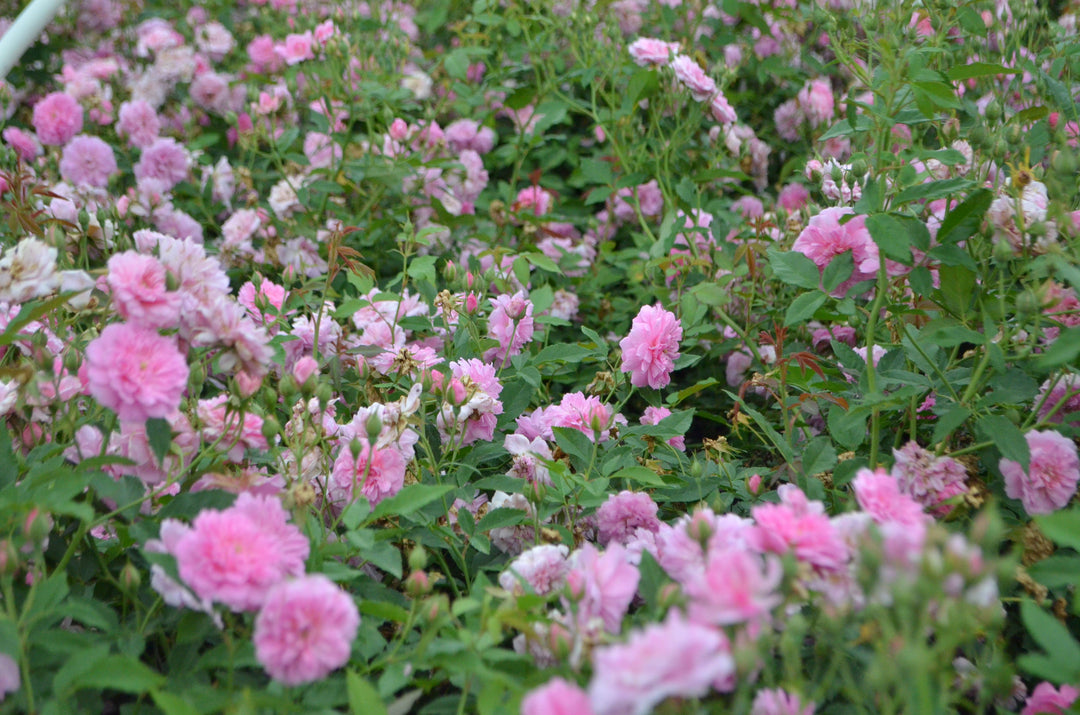 Caldwell Pink