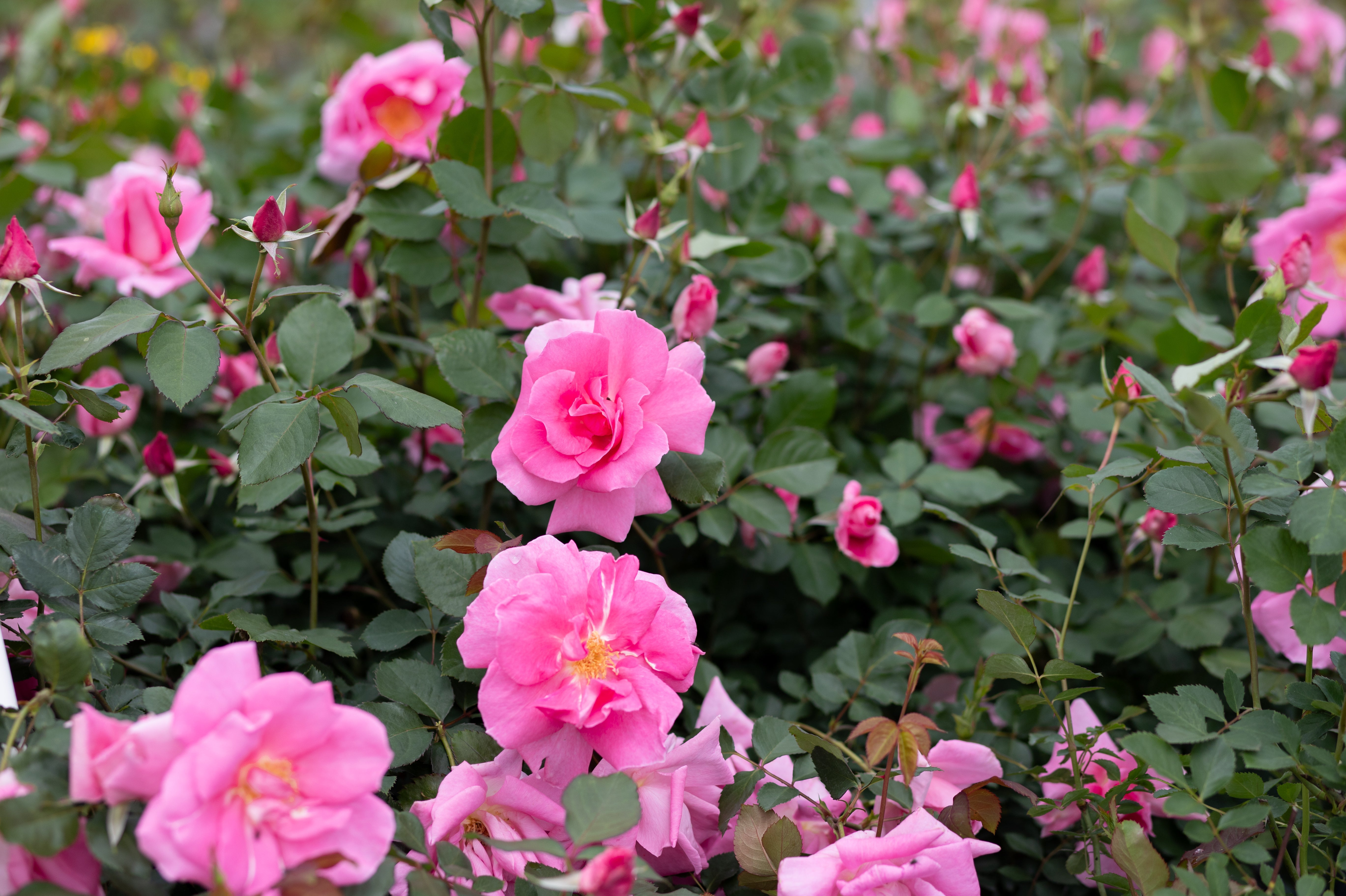 Zone 4 – Antique Rose Emporium