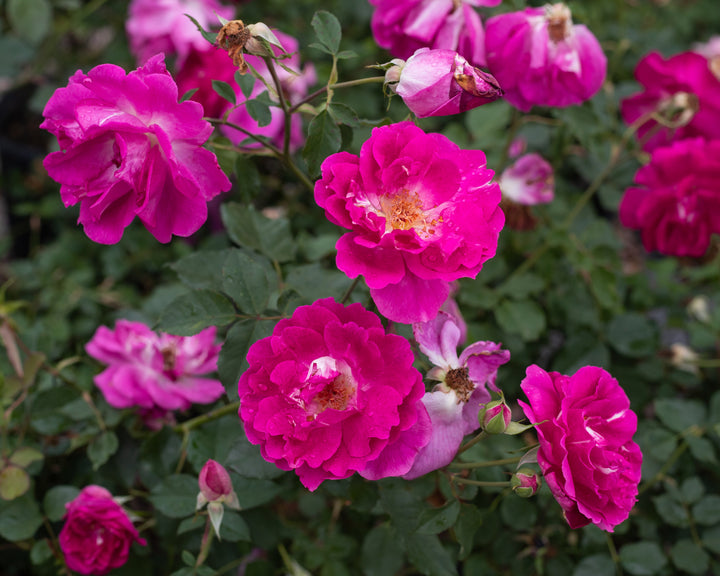Bright pink rose bush.