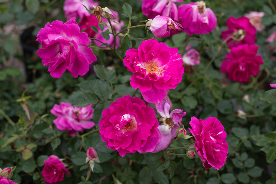 Bright pink rose bush.