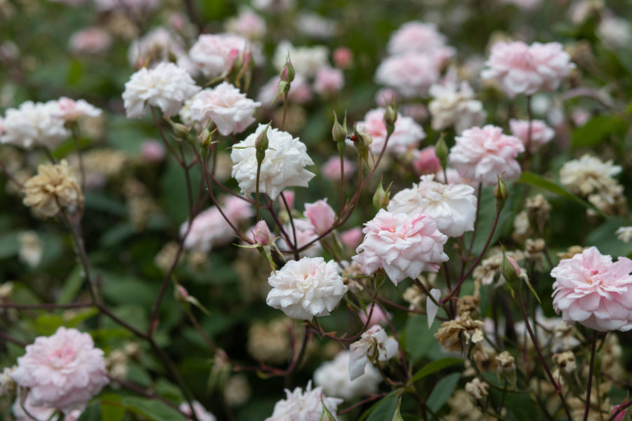 Close up of Cecile Bruner white and pink rose bush.