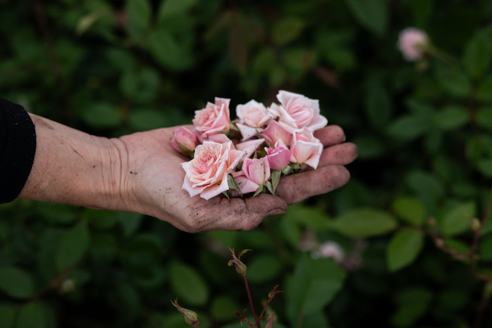 Hand holding pink roses and rose buds.