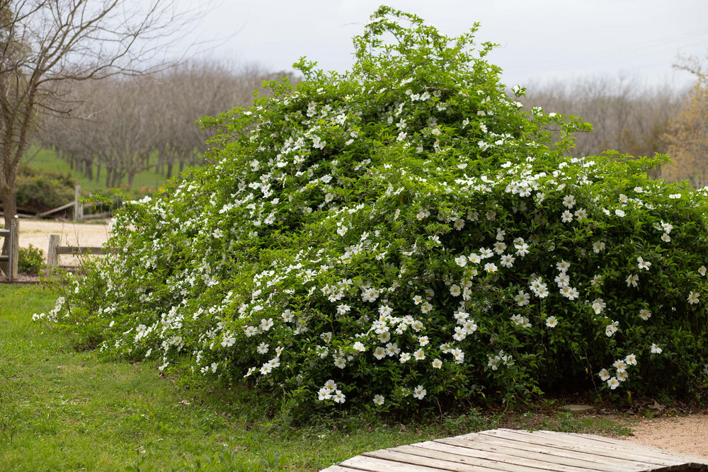 Huge rose bush, white roses called Cherokee.