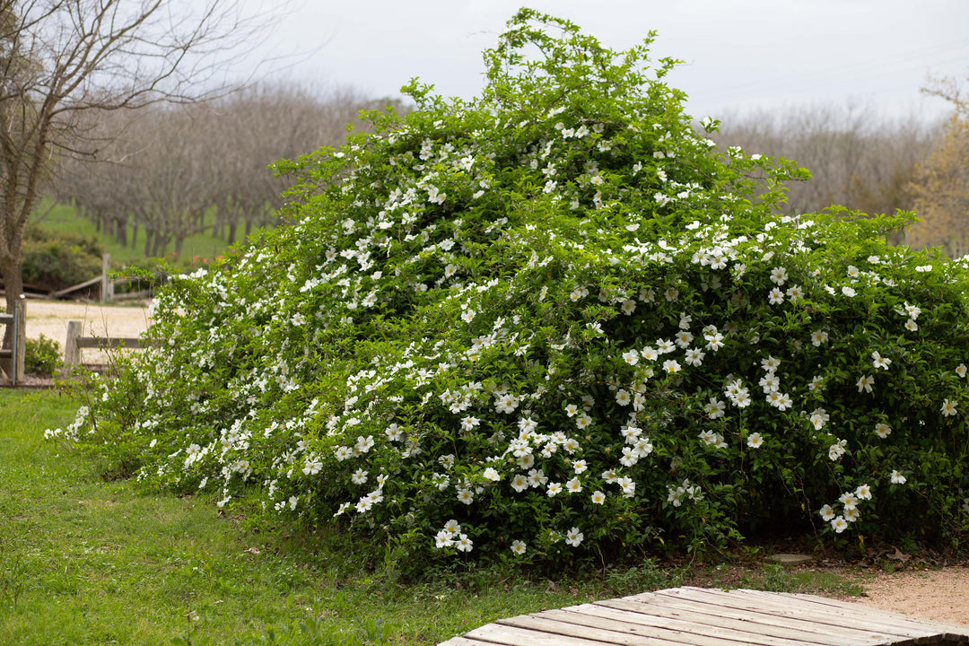 Huge rose bush, white roses called Cherokee.