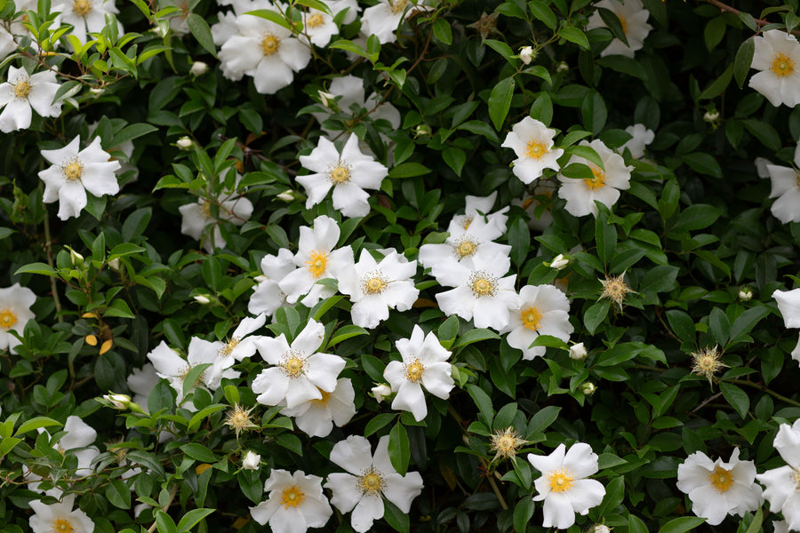 Close up of white roses with 5 petals. Cherokee rose bush.