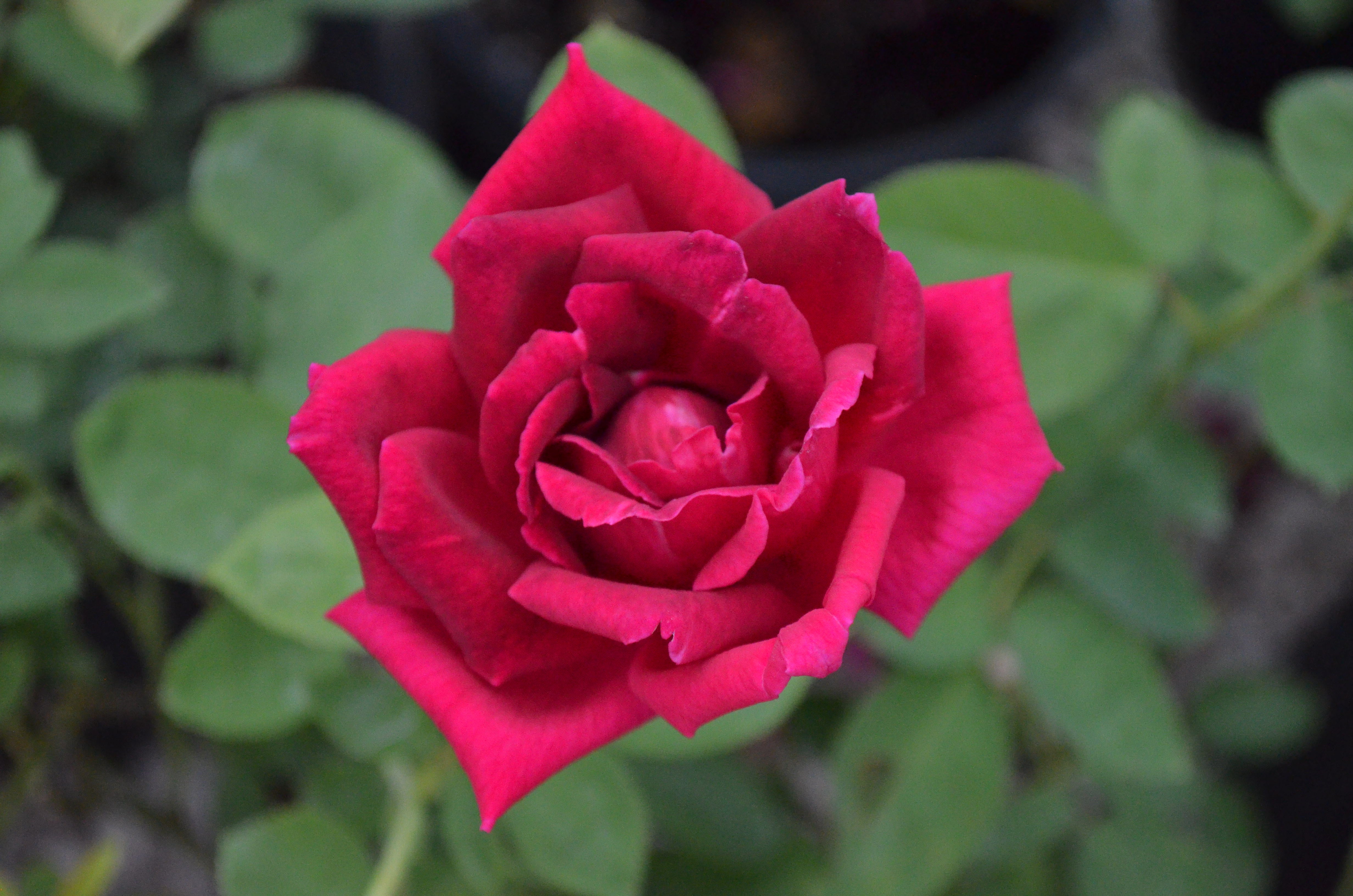 Red – Antique Rose Emporium
