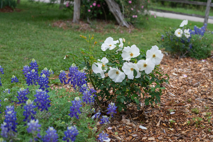 White rose bush called Cole's Settlement surrounded by blubonnets.