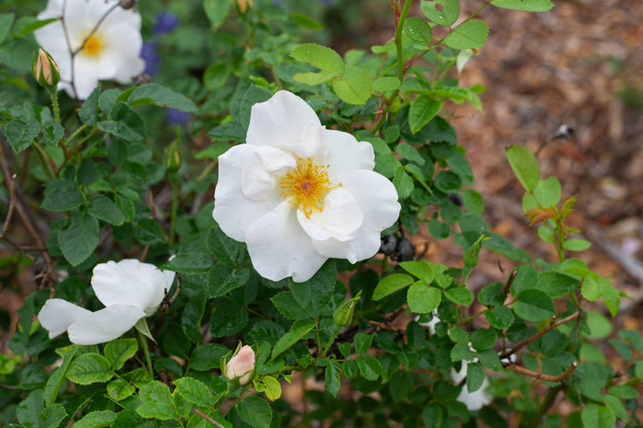 Close up of a white rose called Coles Settlement.