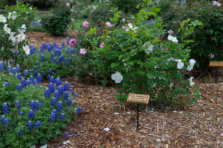 Coles Settlement white roses with bluebonnets and pink roses in the background.