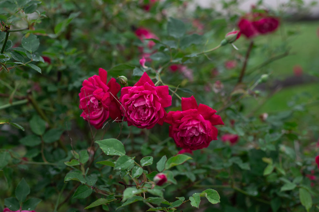 Cluster of 3 red roses with rosebuds in the background.