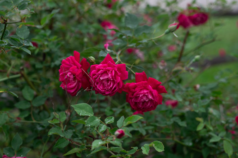 Cluster of 3 red roses with rosebuds in the background.