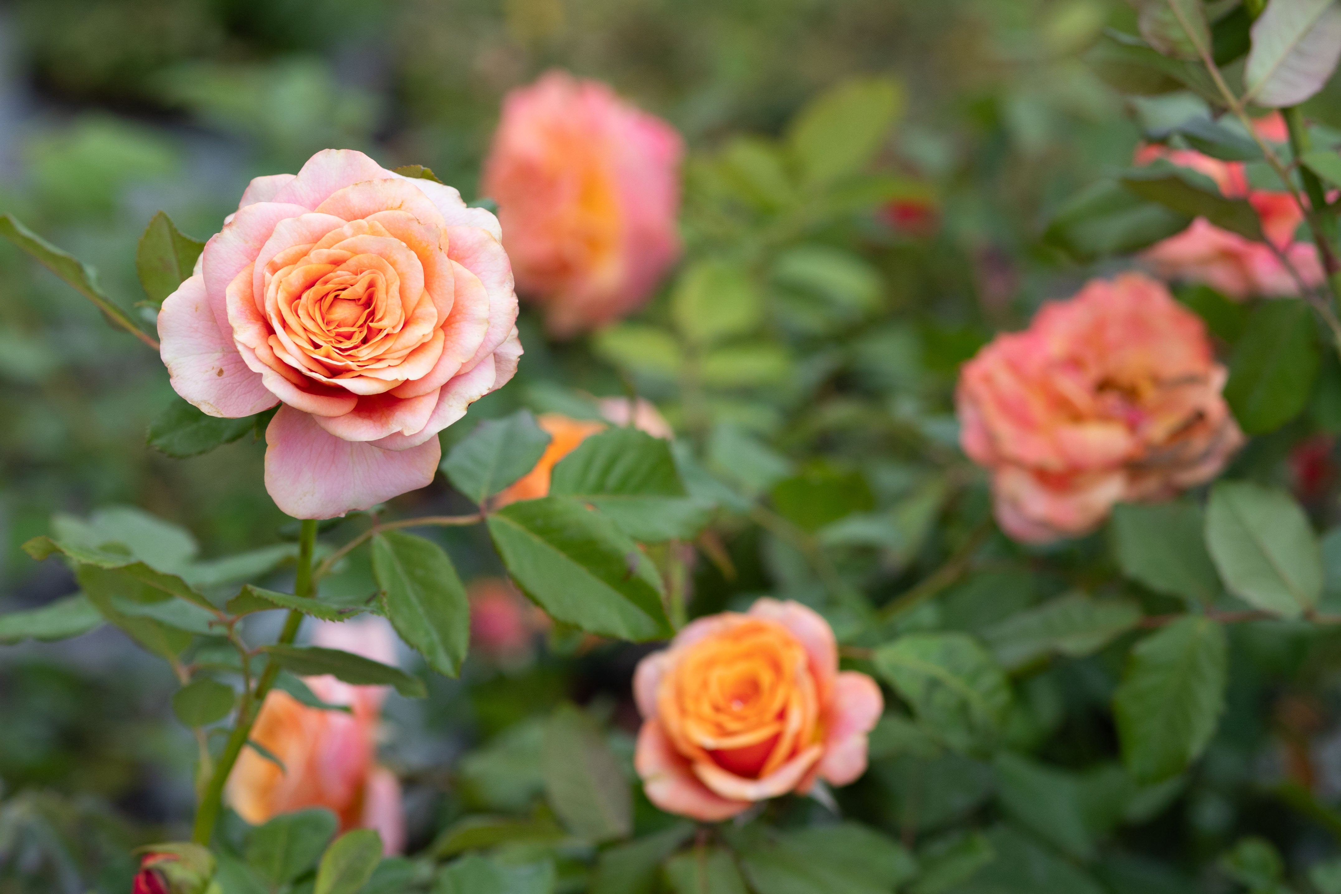 Crazy Love™ - Sunbelt® – Antique Rose Emporium