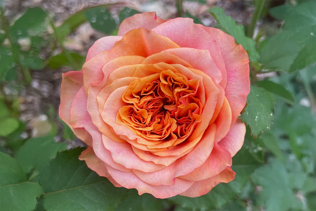 Crazy Love™ - Sunbelt® – Antique Rose Emporium