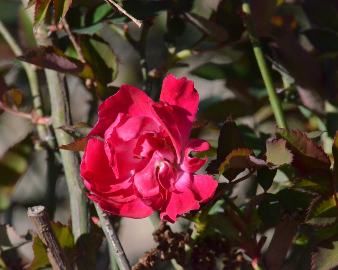 True Antique Shrub Rose Bundle