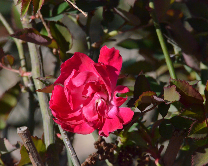 True Antique Shrub Rose Bundle