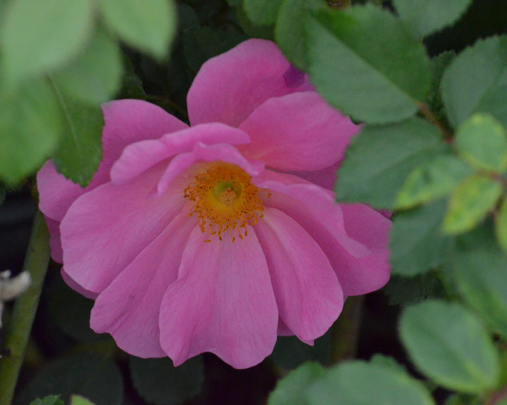 Hip-Happy Rose Bundle (Climber Included)
