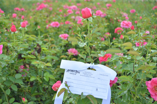 True Antique Roses – Antique Rose Emporium
