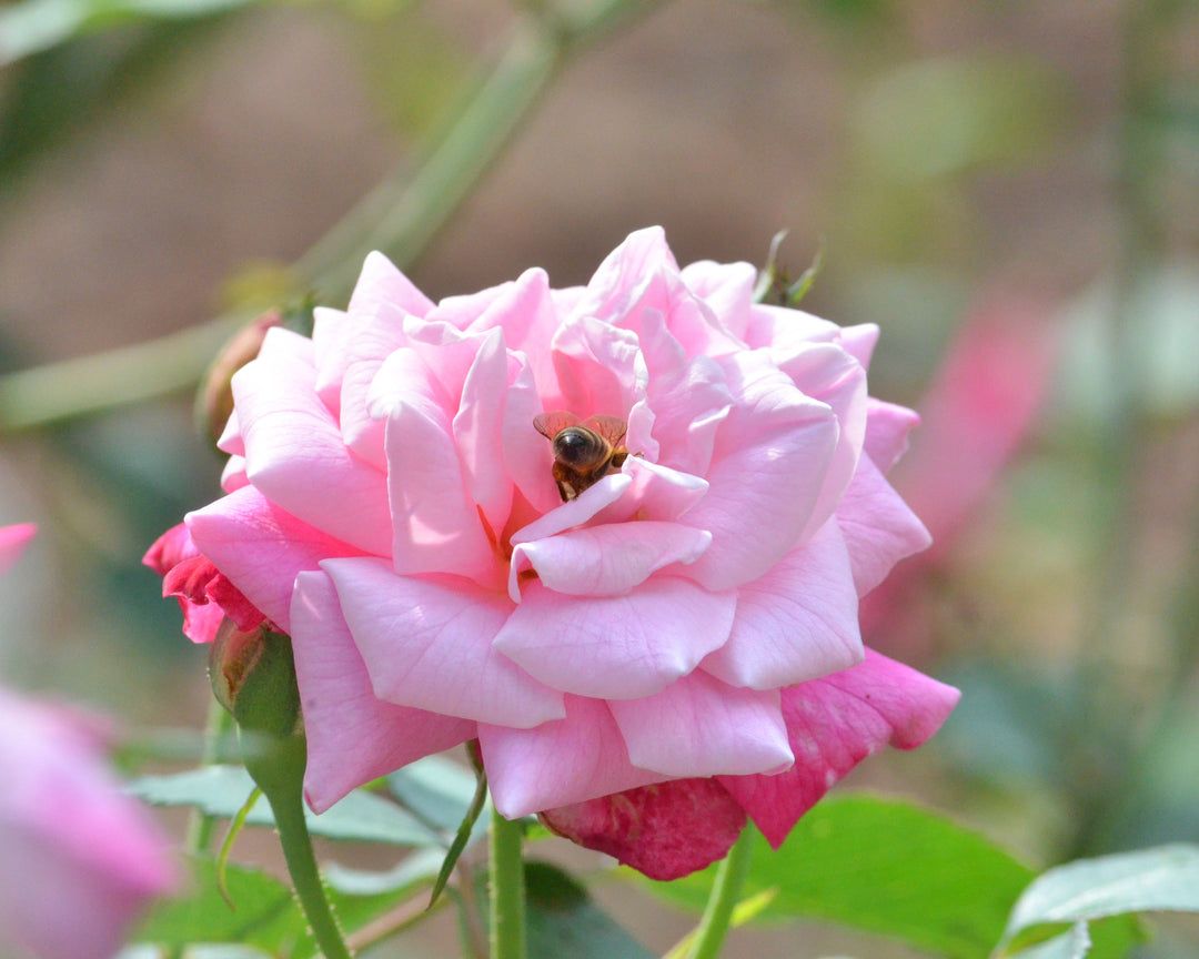True Antique Shrub Rose Bundle