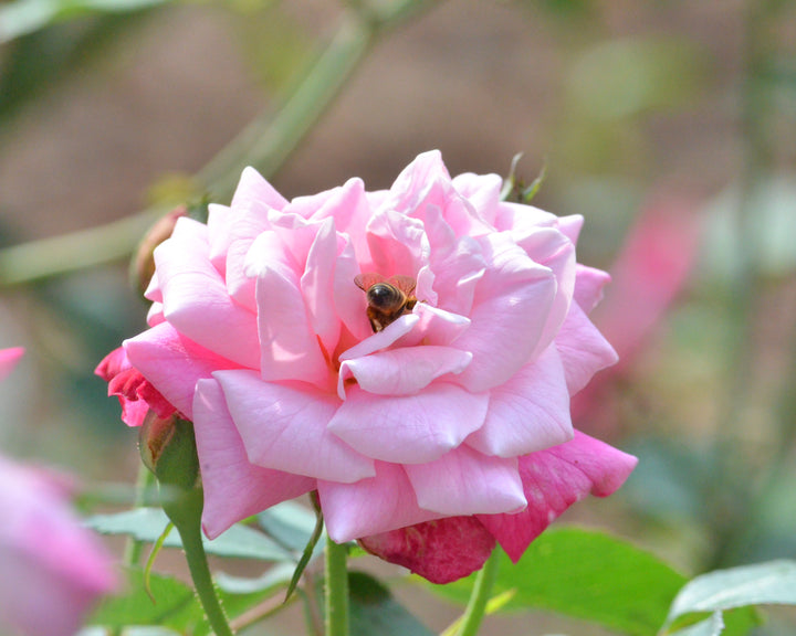 True Antique Shrub Rose Bundle