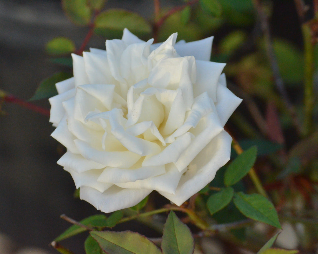 Earth-Kind® Rose Bundle (Small Climber Included)