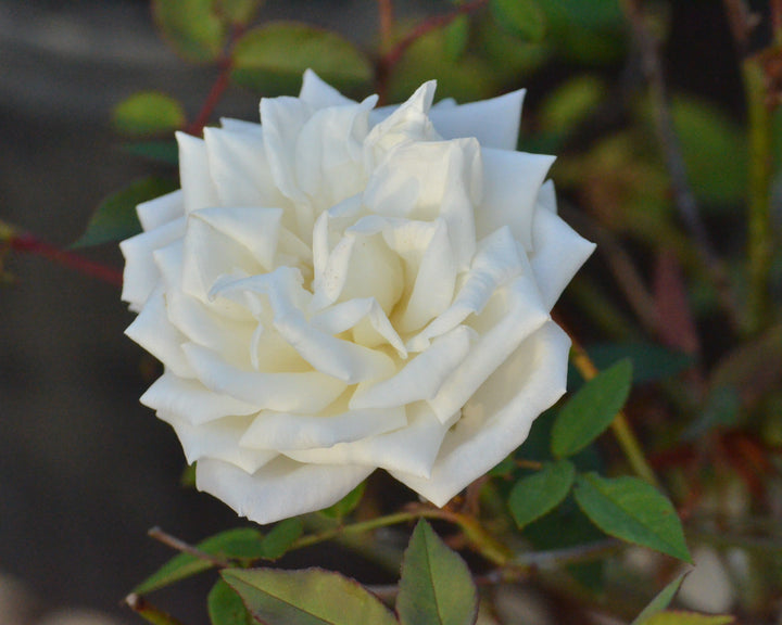 Earth-Kind® Rose Bundle (Small Climber Included)