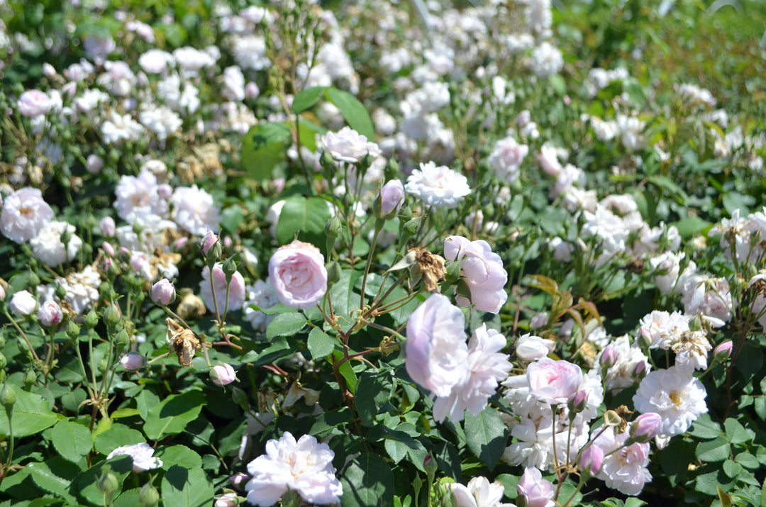 Blush Noisette