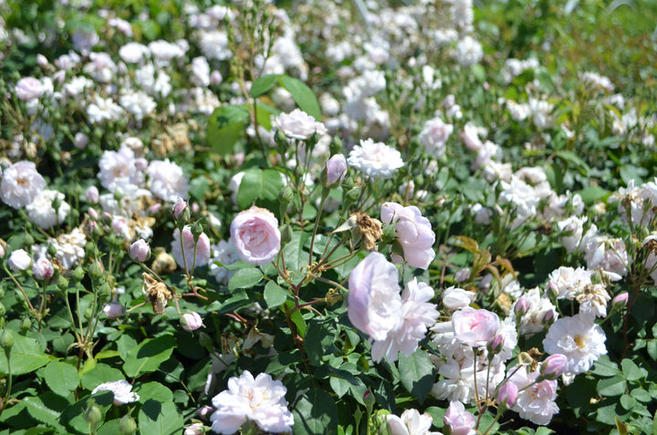 Blush Noisette