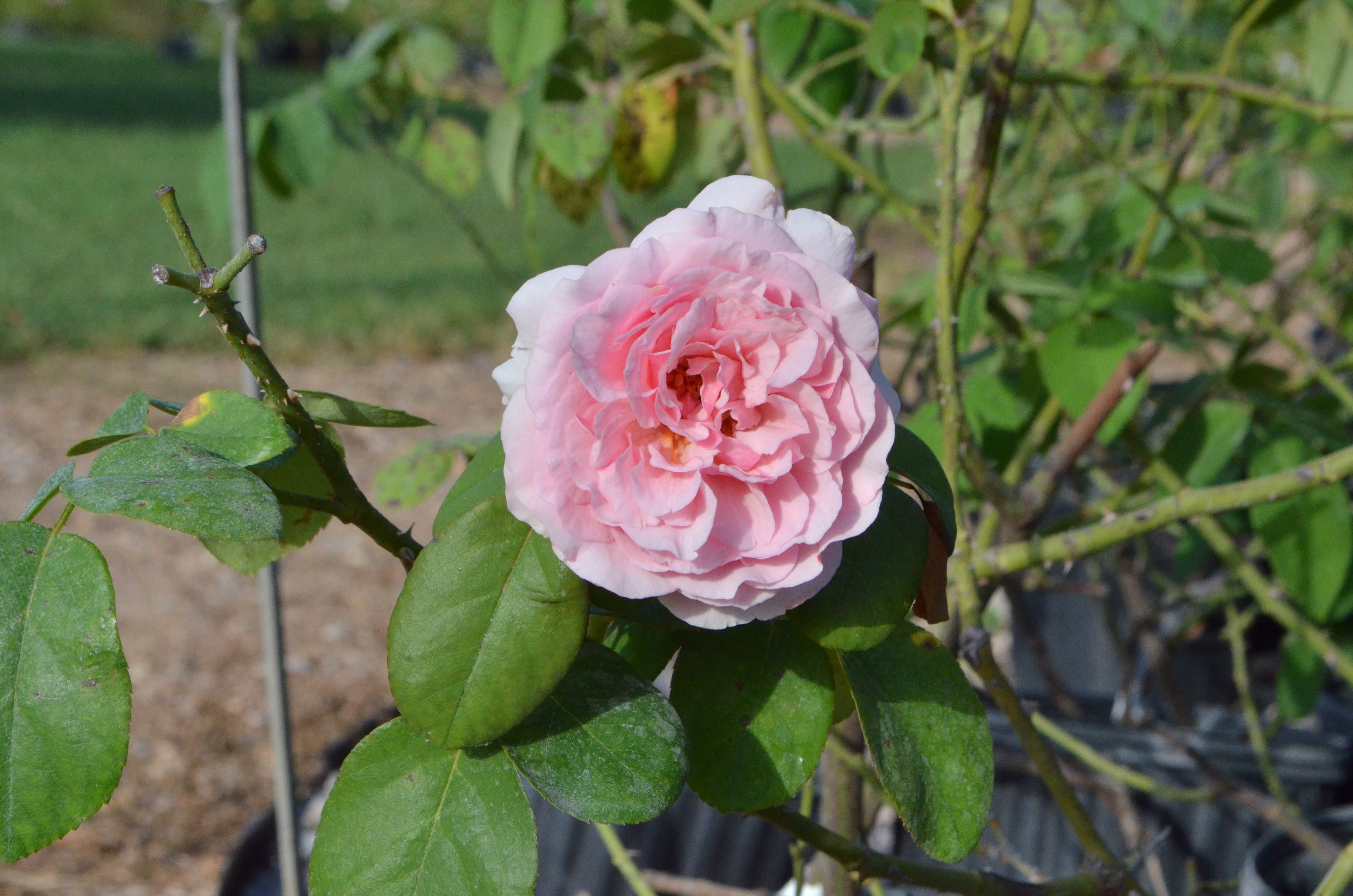 ローズ&ハーブ Zone 4 – Antique Rose Emporium