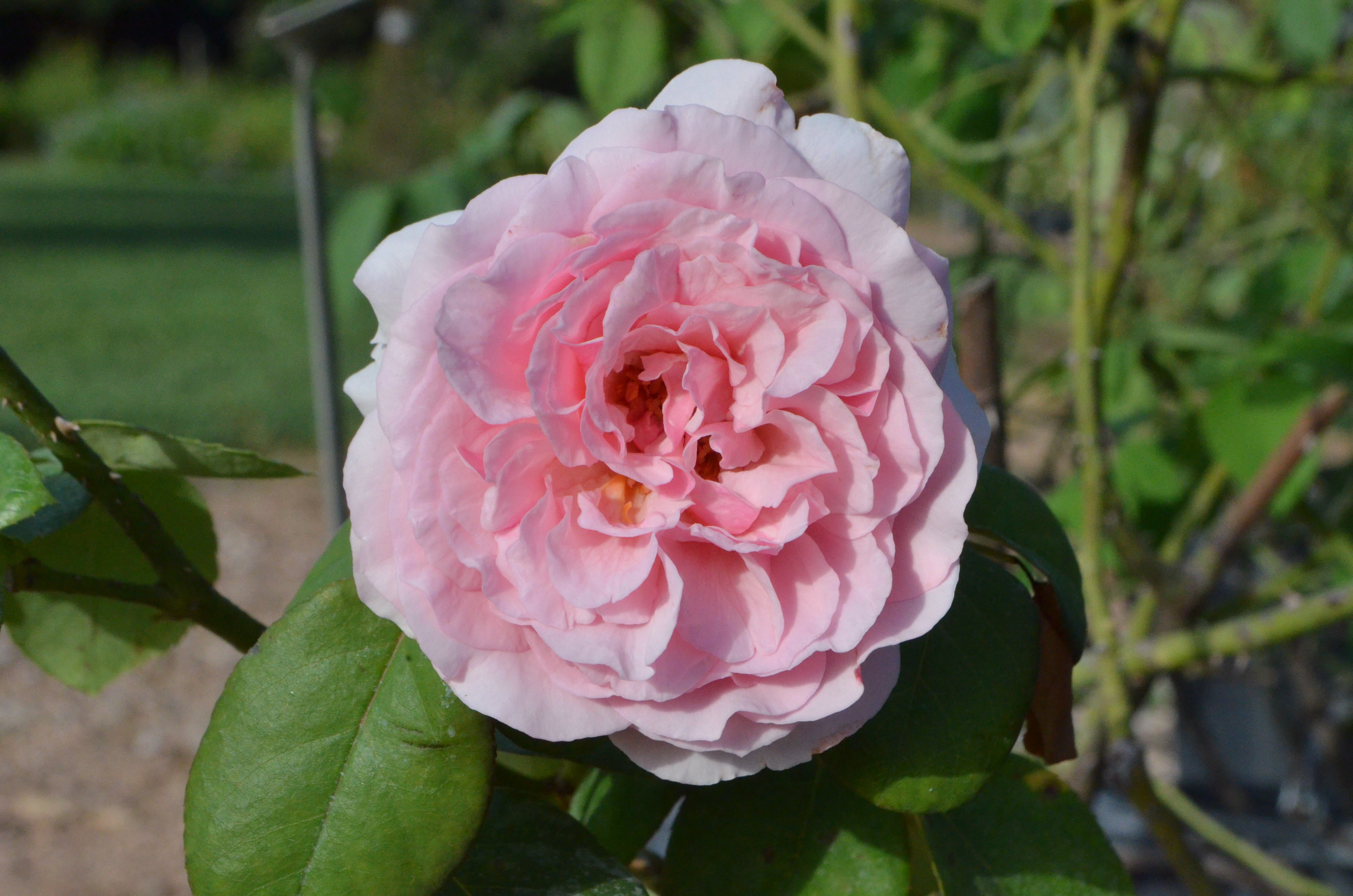 Fantin-Latour – Antique Rose Emporium