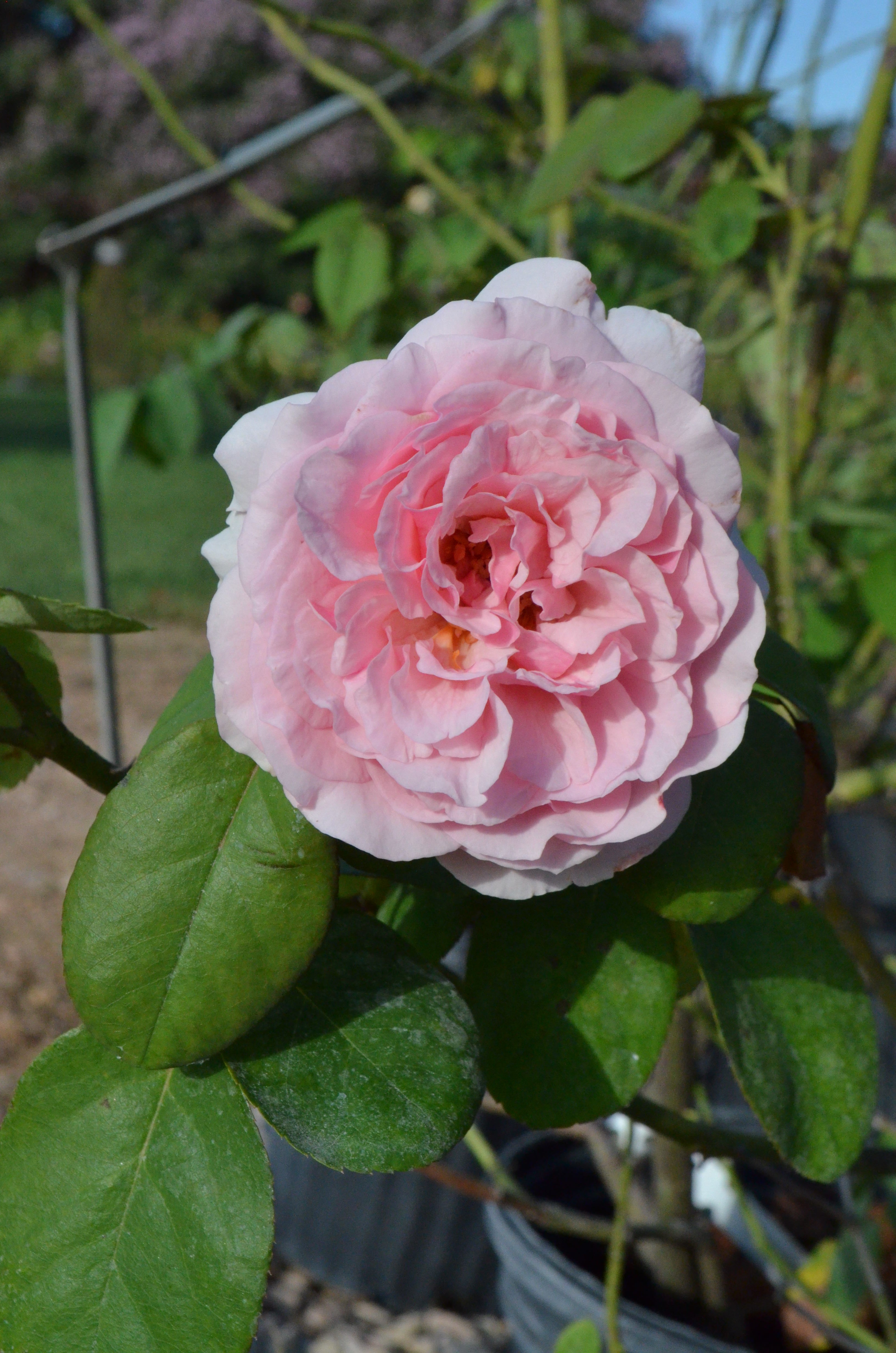 Fantin-Latour – Antique Rose Emporium