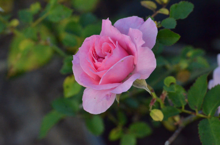 Doreen's Centennial