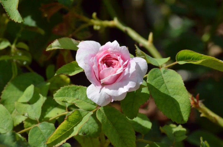 Marchessa Boccella