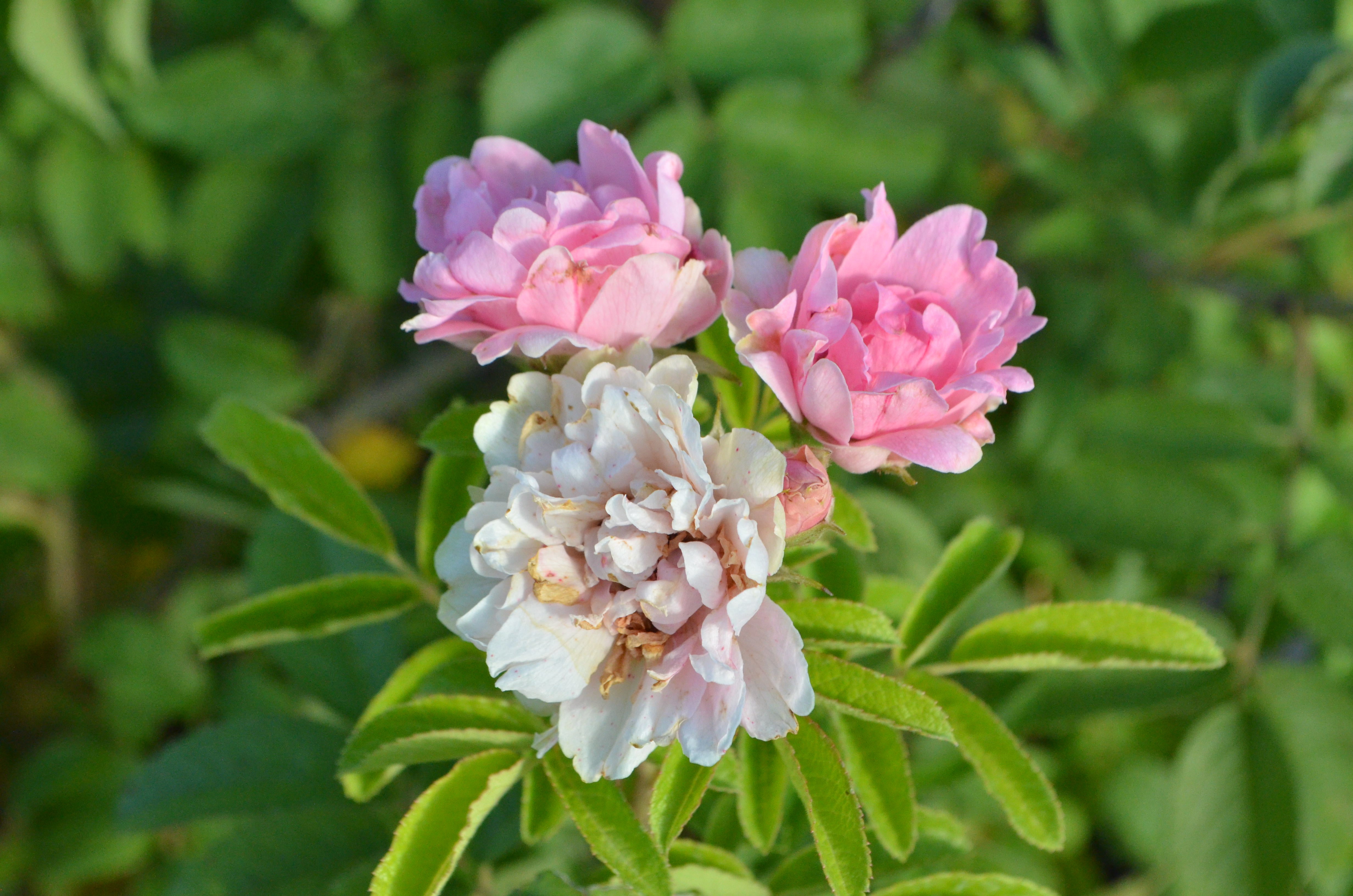 Pink Grootendorst – Antique Rose Emporium