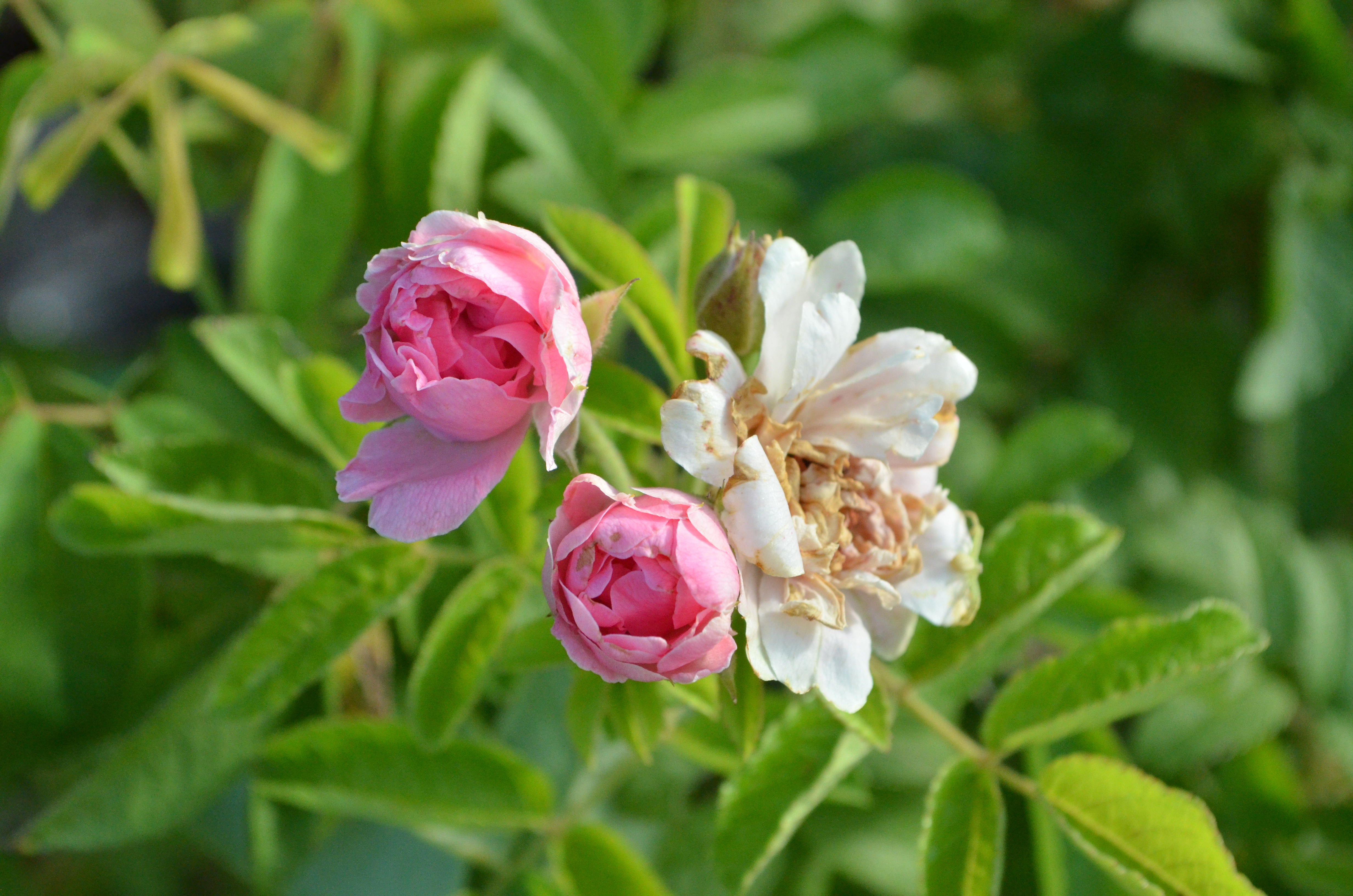 Antique Rose Emporium Grootendorst Rose - Thumbnail 4