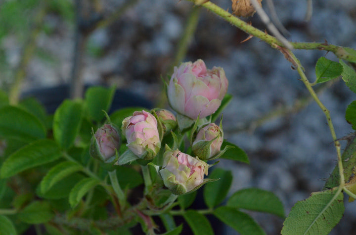 Pink Grootendorst