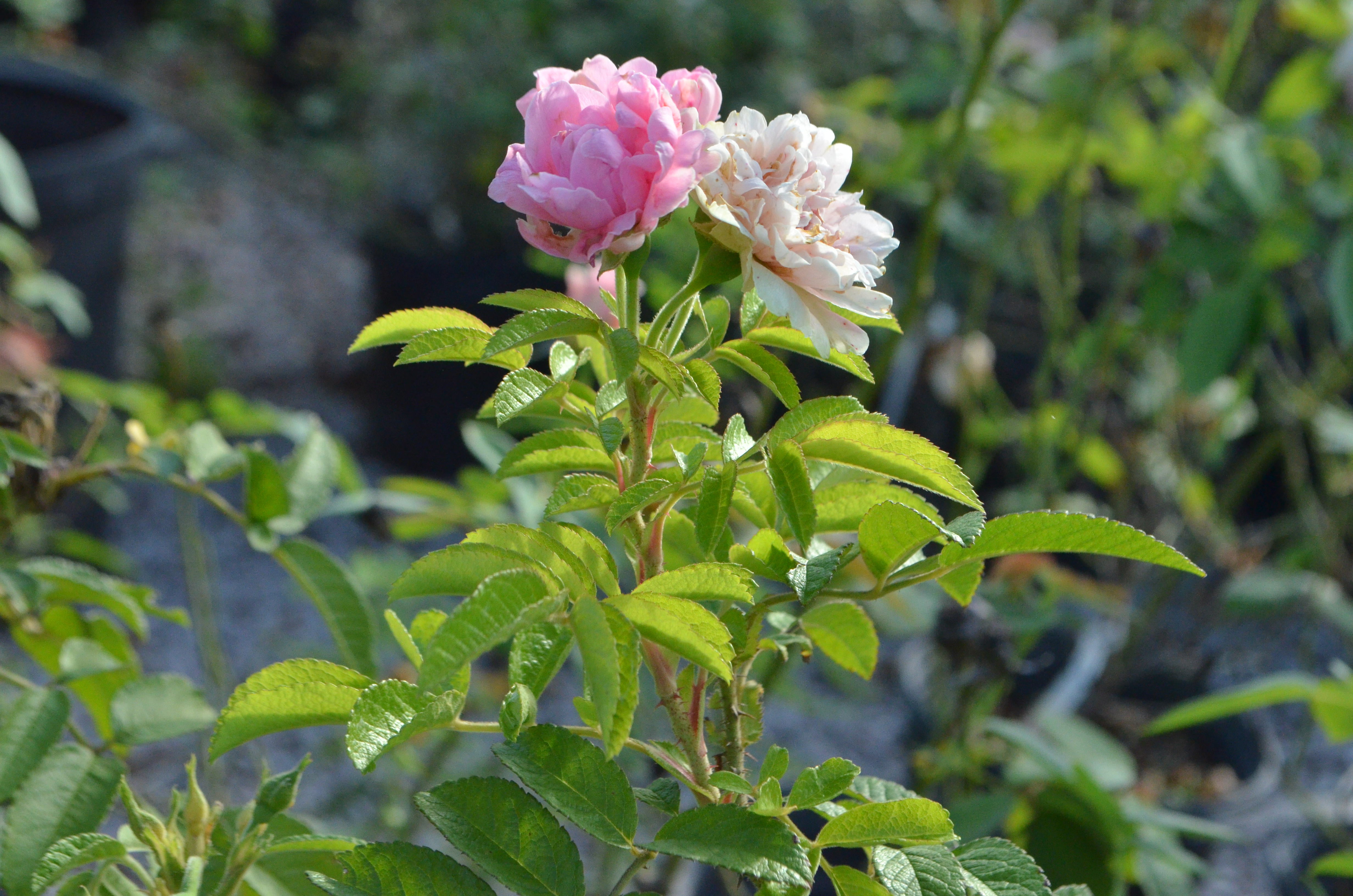 Antique Rose Emporium Grootendorst