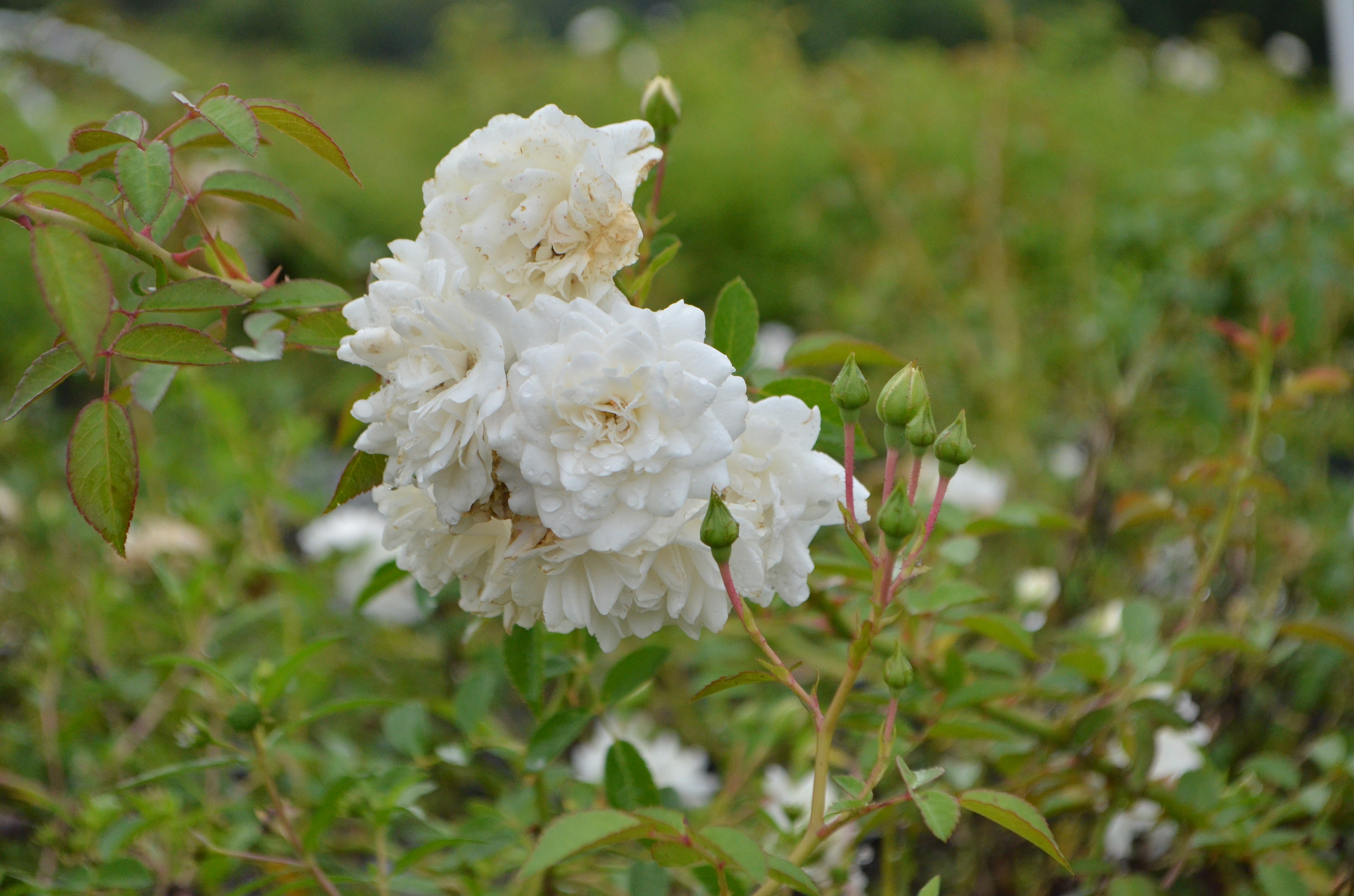 Antique Rose Emporium Rose - Thumbnail 4