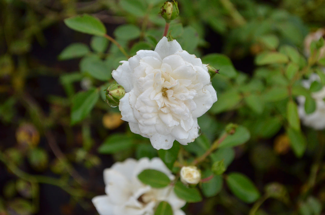 seafoam plant seeds Sea Foam – Antique Rose Emporium