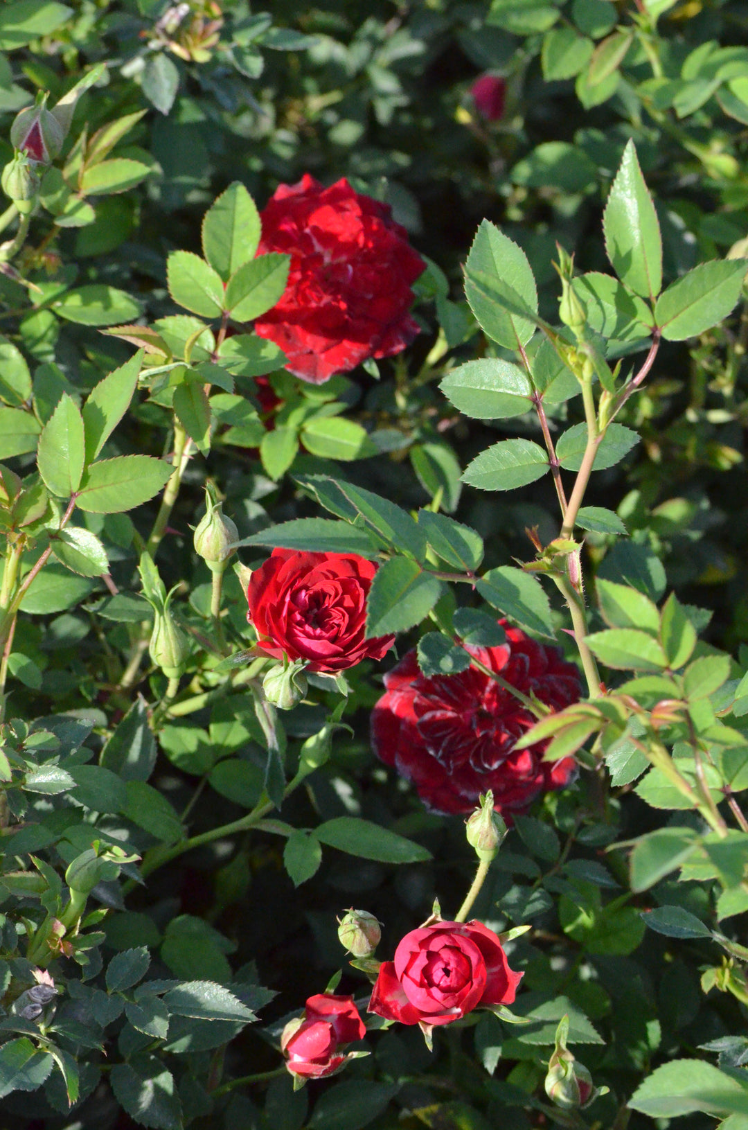miniature rose seeds for sale Red Cascade – Antique Rose Emporium