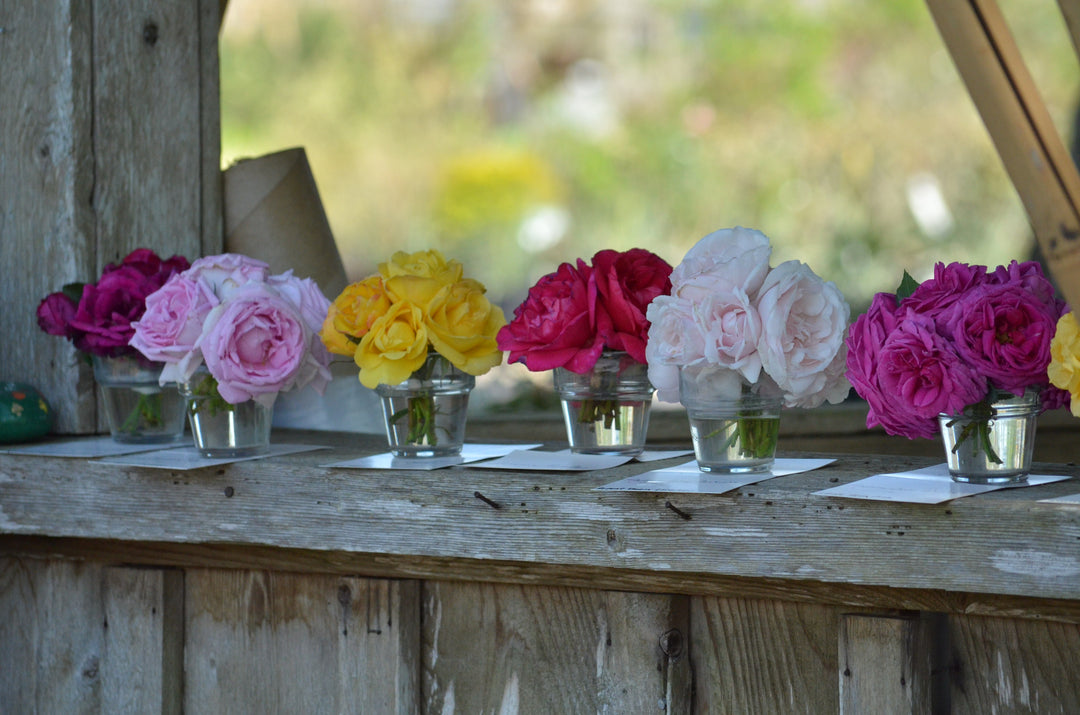Rosarian Day