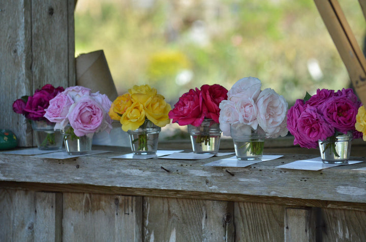 Rosarian Day