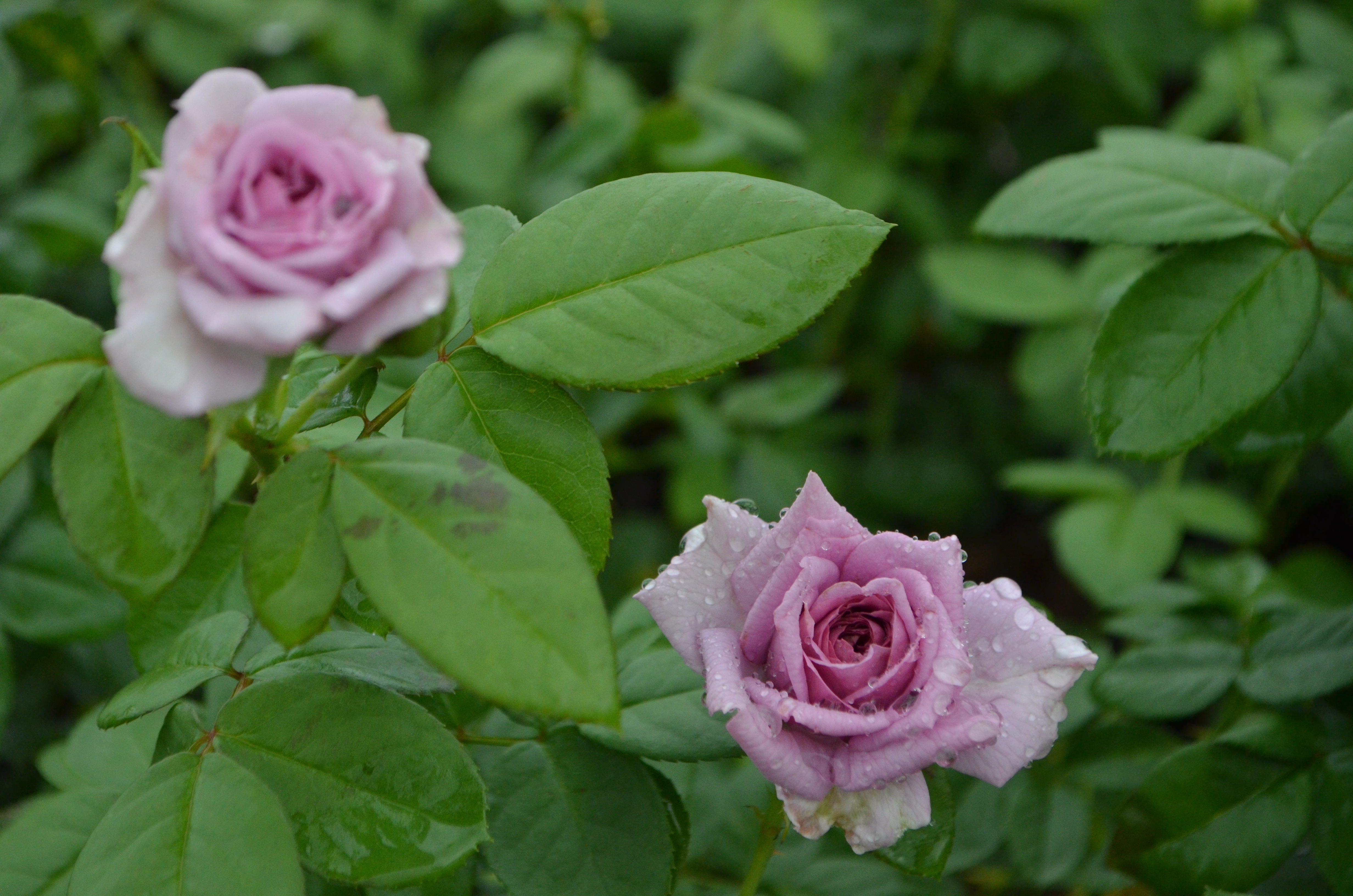 Antique Rose Emporium Quicksilver Arborose - Thumbnail 2