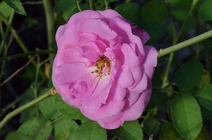 La Reine